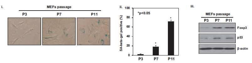 MEF(Mouse embryonic fibroblast)에서 노화 과정에서 Foxp3 발현 증가 확인
