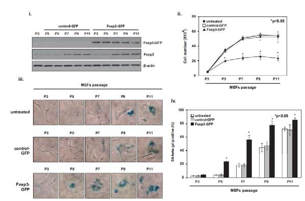 MEF(Mouse embryonic fibroblast)에서 Foxp3 과발현을 통한 세포 노화 유도 확인