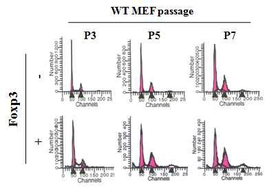 MEF(Mouse embryonic fibroblast)에서 Foxp3 과 발현으로 인한 cell cycle arrest