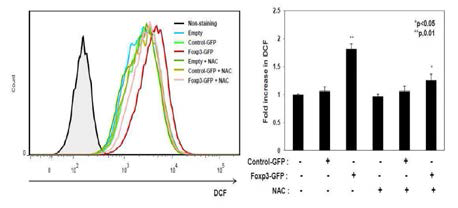 Foxp3 과 발현에 의한 활성 산소 증가 와 항산화제에 의한 활성 산소 억제