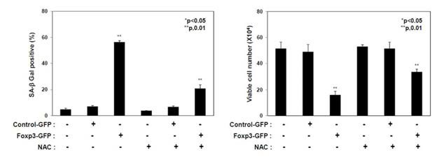 Foxp3 과 발현에 의한 노화 유도와 항산화제에 의한 노화 유도 억제