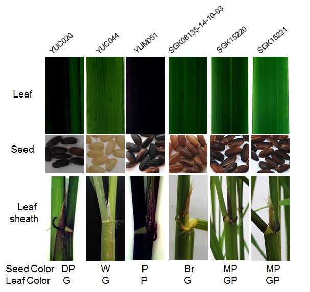 P bP bP ppp 인 F1 식물체. 종자 F1은 옅은 자색을 띄었으며 식물체 SGK15220과 SGK15221에서는 P b와 P l 유전자의 형질이 뚜렷이 분리되었다.