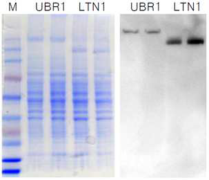 Ltn1 단백질 발현의 Coomassia staining(왼쪽)과 Flag Ab를 이용한 Western blot(오른쪽)