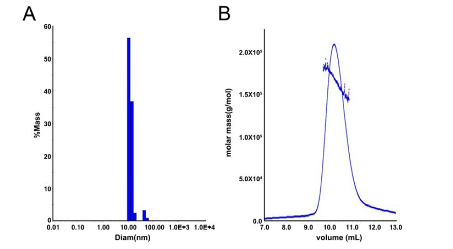 분리된 Ltn1 단백질을 이용한 oligomeric state 측정.