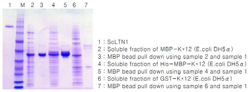 MBP-K12 단백질을 확보한 결과. Coomassie staining