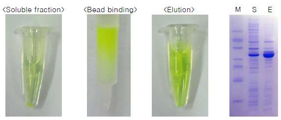 Soluble fraction of E. coli lysate, Bead에 붙어있는 GFP-K12 단백질,