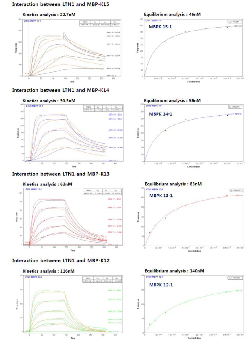MBP의 카르복시말단 에 lys 개수를 12, 13, 14, 15 개 붙였을 경우 Ltn1과 결합하 는 것을 알 수 있었음.