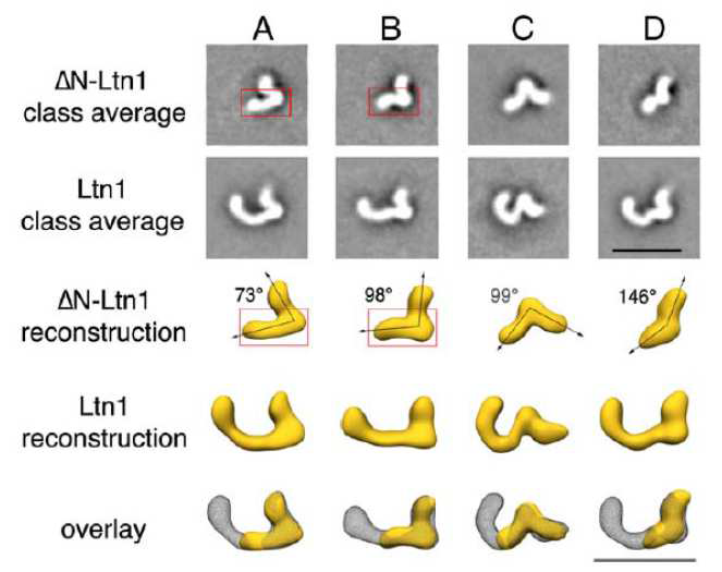 Ltn1의 전자현미경 구조. 세 개의 도메인으로 되어 있고, 각 도메인들 간의 flexibility가 있는 것으로 보임.