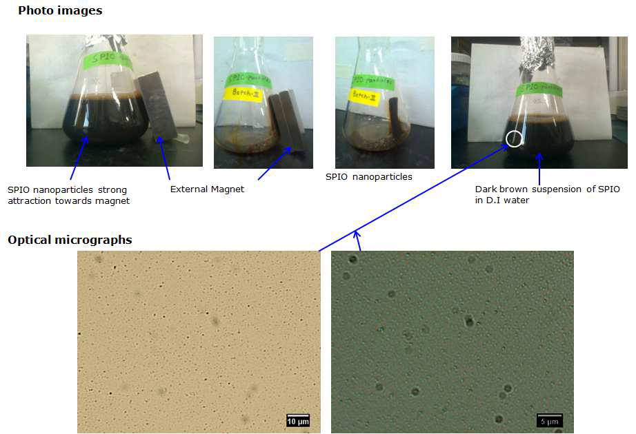 (a)합성된 SPIO nanoparticle 사진, (b)균일하게 분산된 SPIO nanoparticle의 OM micrographs