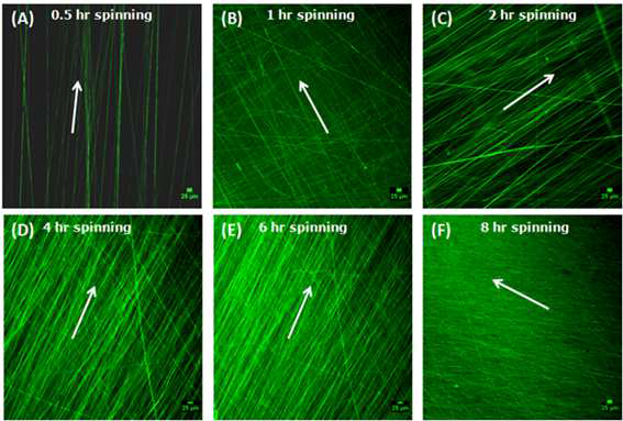 Coumarin 6을 함유한 PLA-SPIO nanofiber의 fluorescence micrographs
