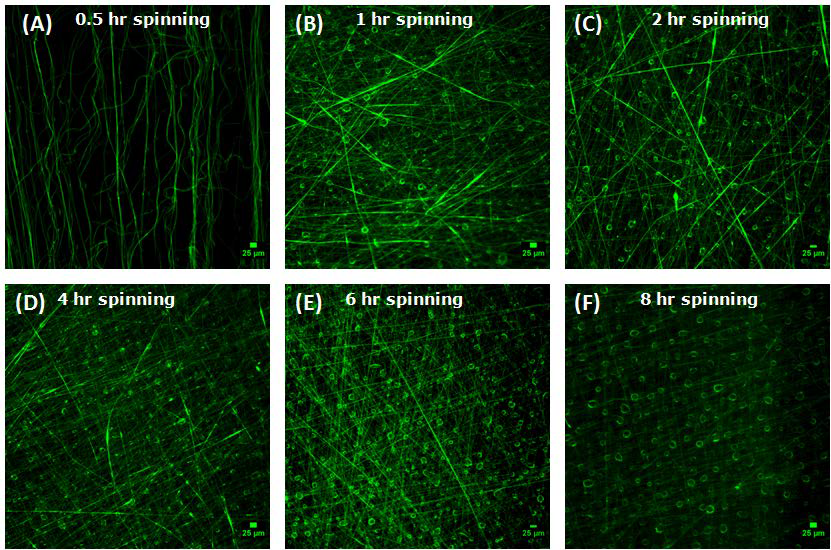 PLA-SPIO fiber가 포집된 SA microhydrogel의 fluorescence micrographs