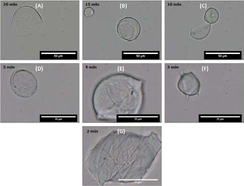용해시간에 따른 포집되지 않은 PLA fiber가 제거된 SA microhydrogel의 Optical micrographs