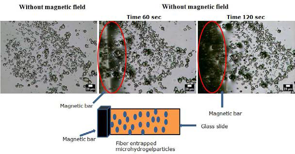 Fiber가 포집된 microhydrogel의 자기 반응