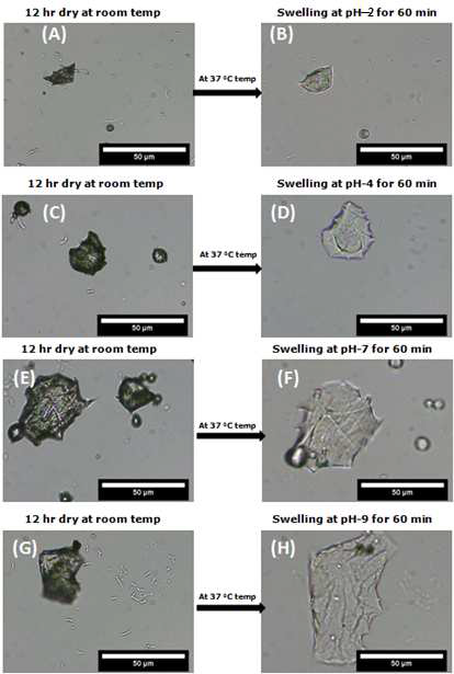 다양한 pH 용액에서의 SA microhydrogel의 swelling behavior