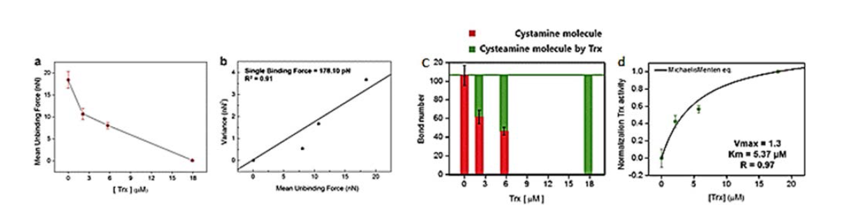 Trx 농도에 따른 미세입자의 평균결합력(a), 단일결합력 결과(b), 미세입자와 표면간의 상호결합수(c) 및 Trx activity 분석결과(d)