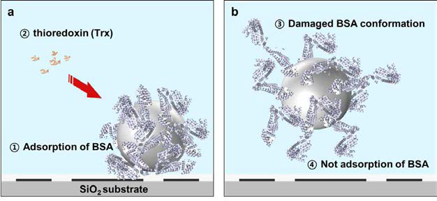 BSA microsphere와 DEP chip(SiO2 surface)간의 상호작용변화.