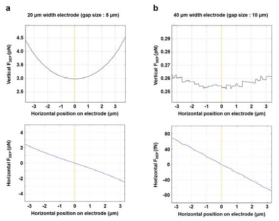 전극너비(width) 및 간격(gap) 크기 변화에 따른 수평, 수직방향의 DEP force 변화 관측