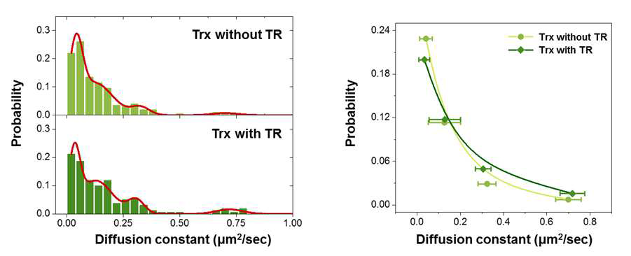 Thioredoxin reductase (Trx 환원제)유무에 따른 SiO2 표면위의 BSA-microspheres 확산계수 분석결과