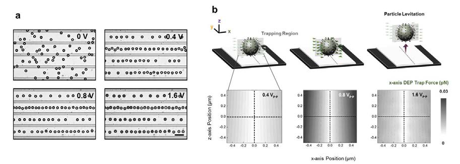 (a) 인가 전압증가에 따른 미세입자의 포획 및 수직이동 광학이미지 (b) 미세입자의 DEP force에 의한 수직이동과 포획 상관관계 및 DEP force 전산모의해석 결과.