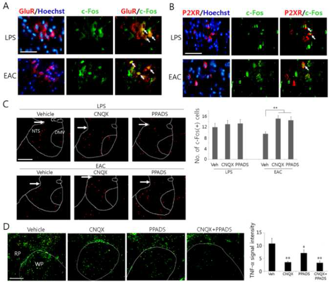 침자극 및 AMPA receptor 억제제인 CNQX와 purinergic receptor 차단제인 PPADS의 국부주입 후 미주신경 복합체부위의 c-Fos 생성 및 비장의 TNF-􌩀 생성에 대한 면역형광염색 분석