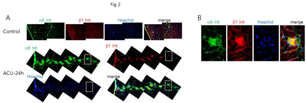 침자극 부위조직의 integirn 단백질에 대한 면역형광염색 분석 결과