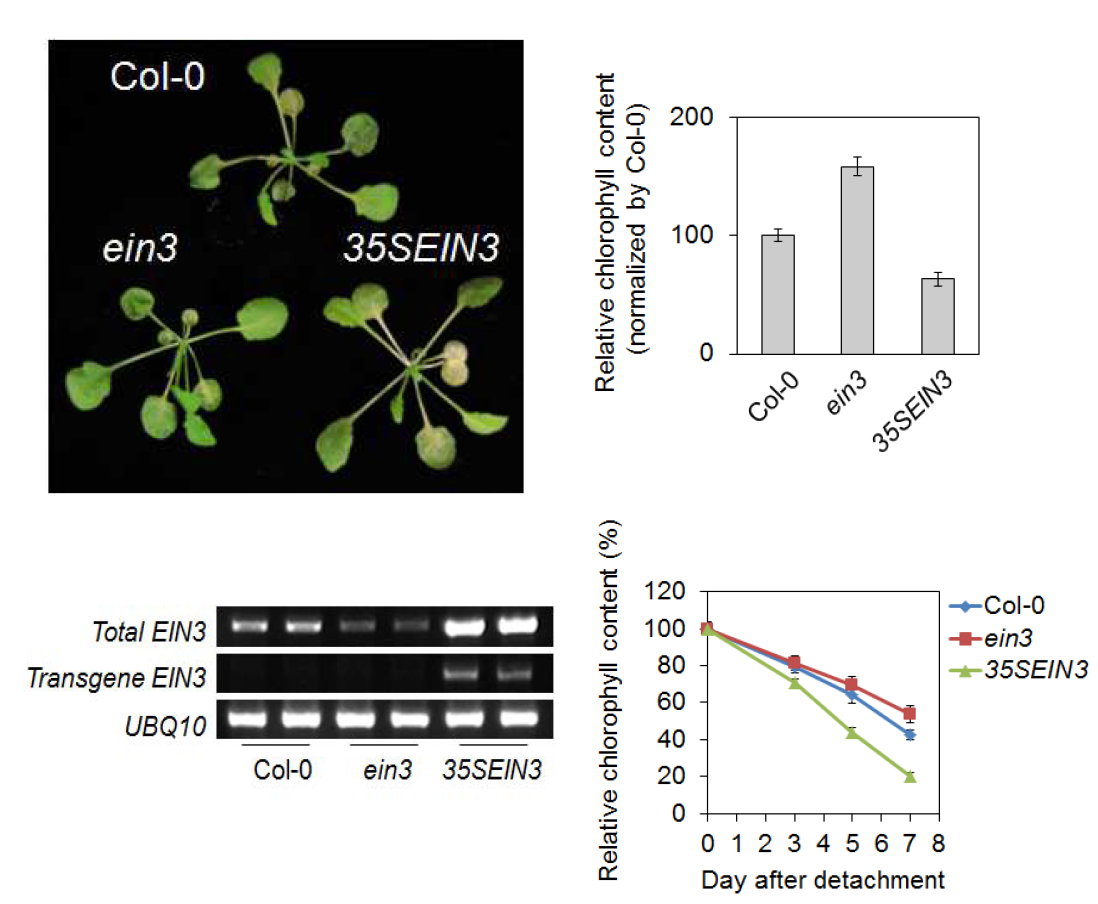 EIN3-dependent ethylene signaling is involved in plant senescence regulation.