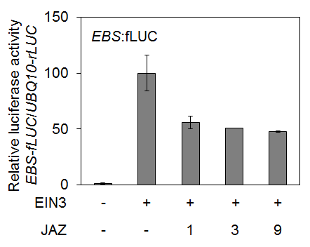 EIN3 protein activity in combination with JAZ1, JAZ3 and JAZ9 using EBS:fLUC.