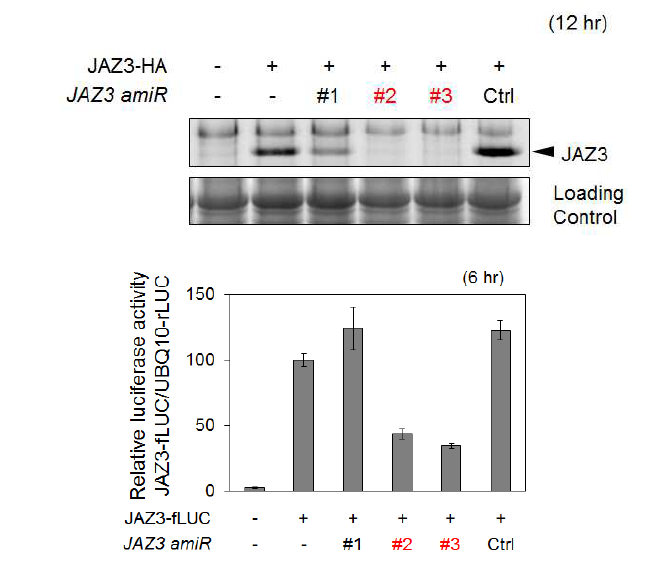 amiRNA JAZ3 screen using protein blot analysis and JAZ3 luciferase reporter.