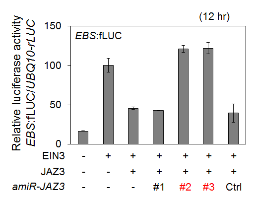 EIN3-dependent EBS-fLUC reporter activity in combination with JAZ3 and amiR JAZ3.