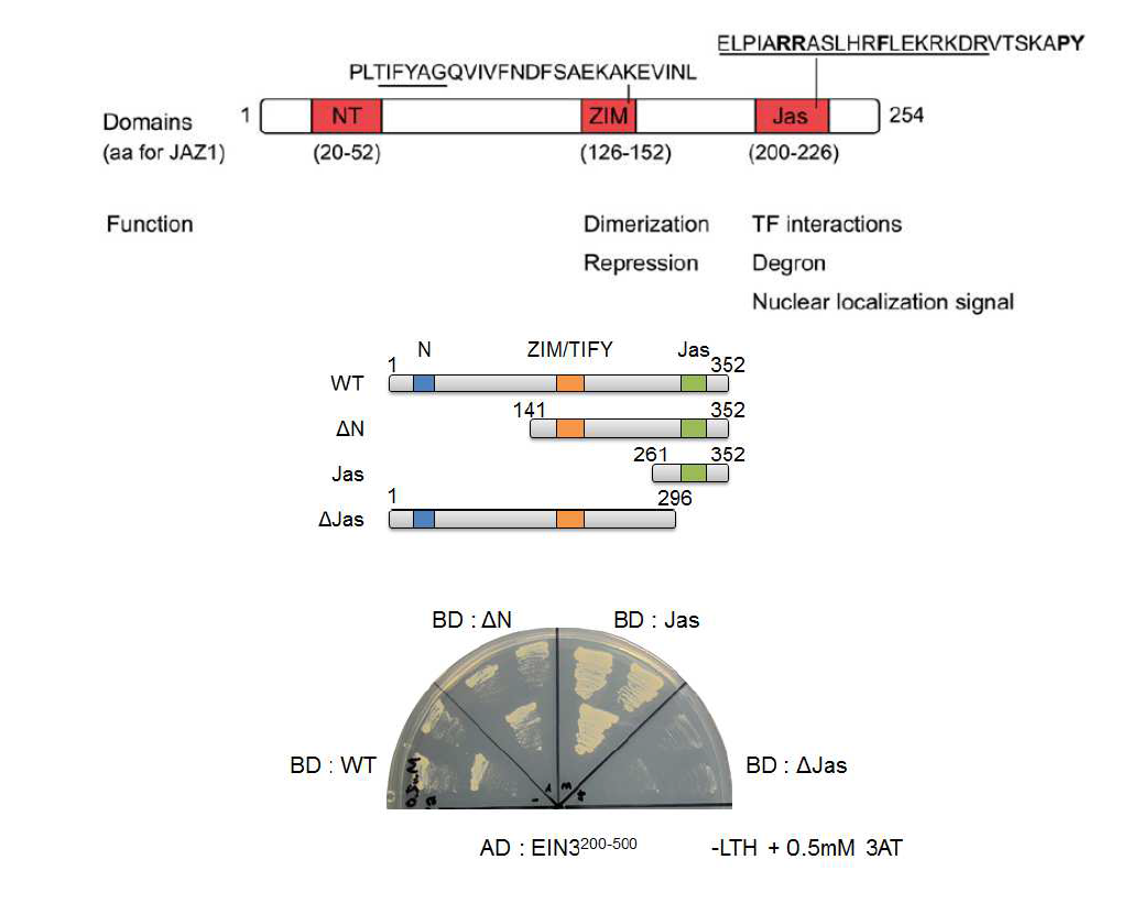 Domain analysis of JAZ3 for EIN3 interaction.