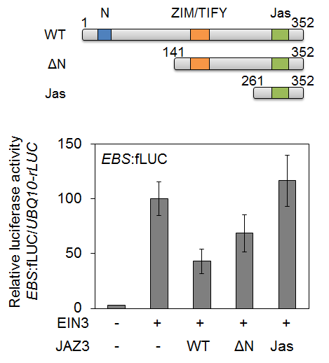 Functional domain analysis of JAZ3 on EIN3 repression.