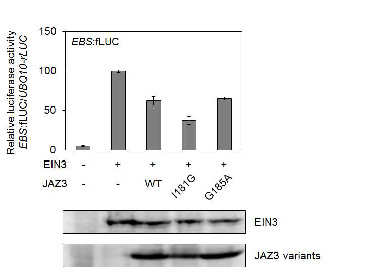 Functional analysis of ZIM/TIFFY domain of JAZ3 on EIN3 repression.