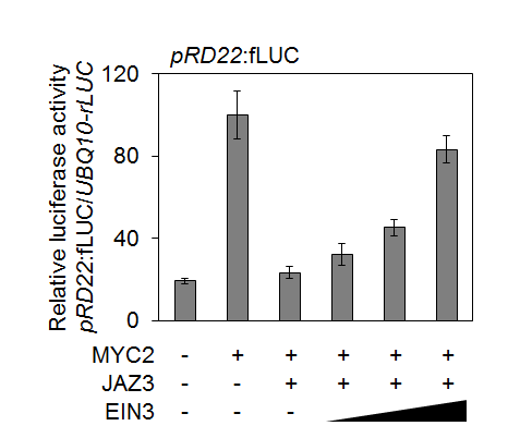 EIN3 and JAZ3 regulation on MYC2 activity using RD22 reporter.