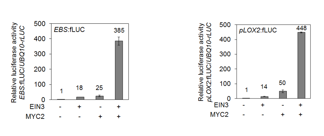 EIN3 and MYC2 interaction on promoter activity regulation.