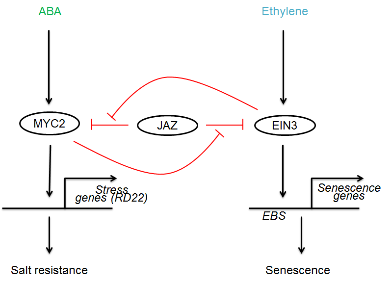 EIN3 and MYC2 interaction model.