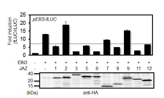 Expression cloning of JAZ proteins for EIN3 dependent gene expression.