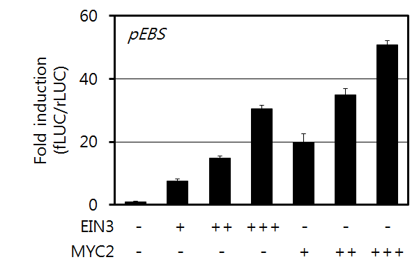 Interactive regulation of EIN3-binding site promoter activity by EIN3 and MYC2.