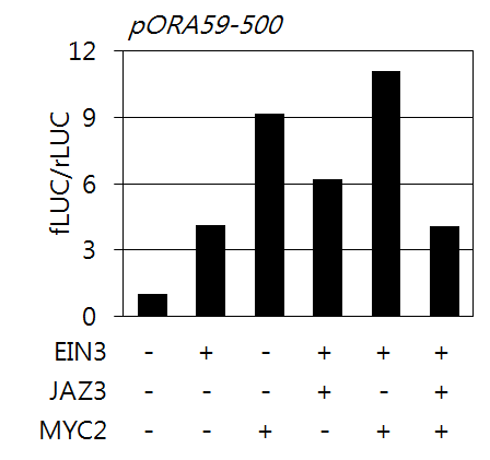 Interactive regulation of EIN3, JAZ3 and MYC2 for ORA59 promoter activity.