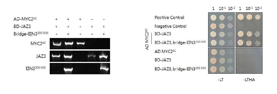 Interaction analysis of MYC2, JAZ3 and EIN3.