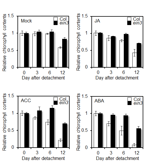 Regulation of chlorophyll contents by plant stress hormones in Col-0 and ein3.