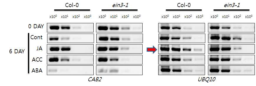 CAB2 gene expression in Col-0 and ein3-1.