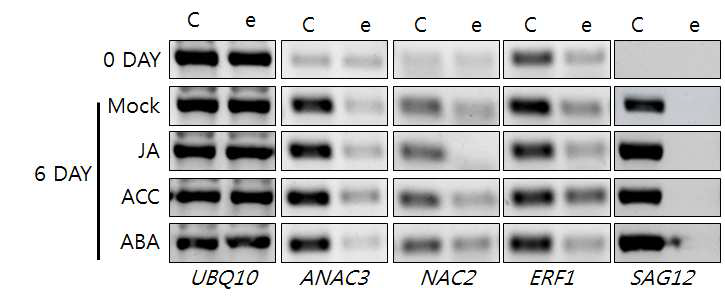 Senescence associated gene expression by plant stress hormones.