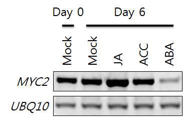 MYC2 expression by plant stress hormones.