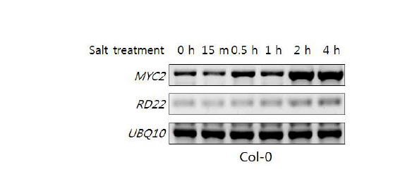 A MYC2 expression by salt stress.