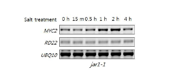 Active JA dependent MYC2 expression by salt stress.