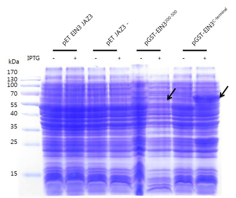 Protein expression in E. coli BL21.