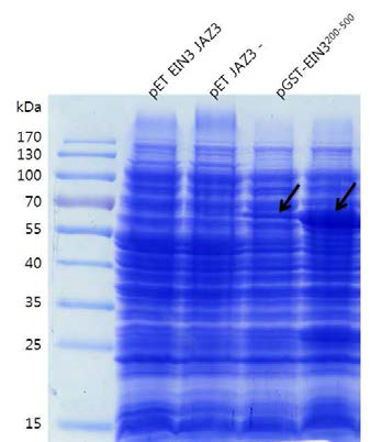 Protein expression in E. coli BL21.