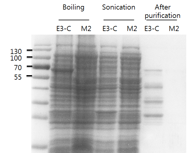 Protein expression in E. coli BL21.