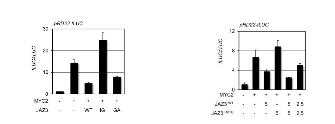 Modulation of MYC2 inducible RD22 promoter activity by JAZ3 and its variant.