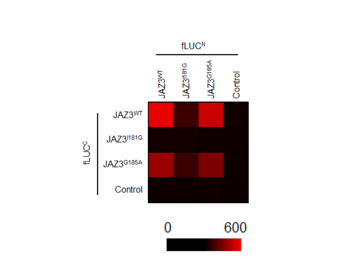 Protein-protein interaction analysis in leaf mesophyll cells.